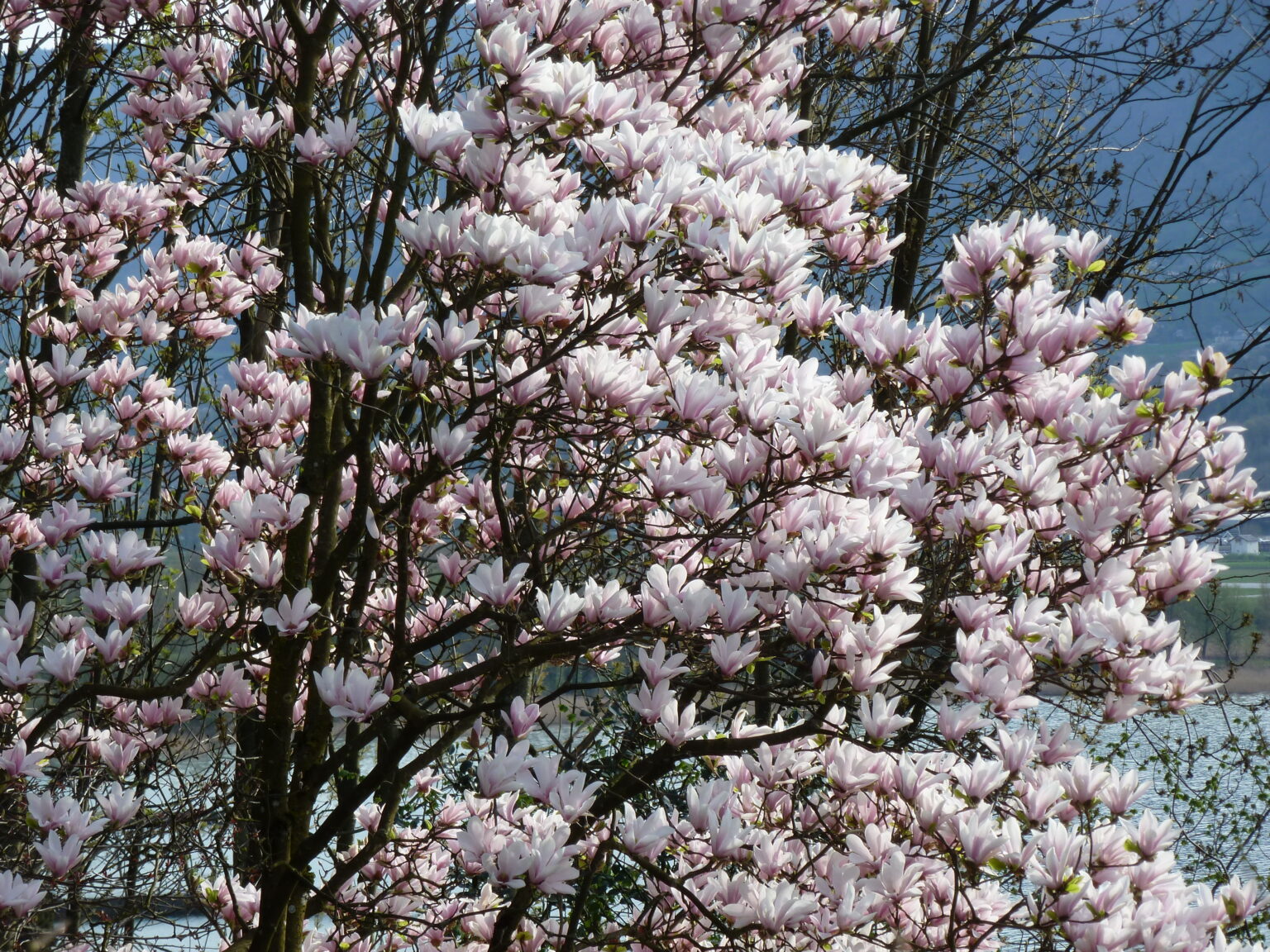 Arbre le magnolia à fleurs roses : floraison du printemps, situé au bord du lac du Bourget en Savoie