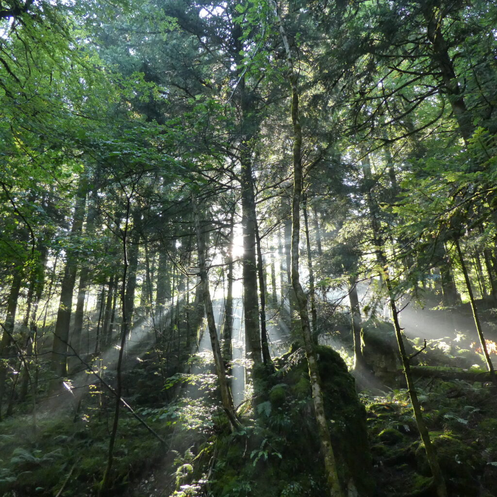 Énergie de la forêt au printemps en Savoie par Florence Gaide